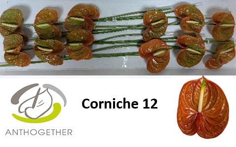 <h4>ANTH A CORNICHE</h4>