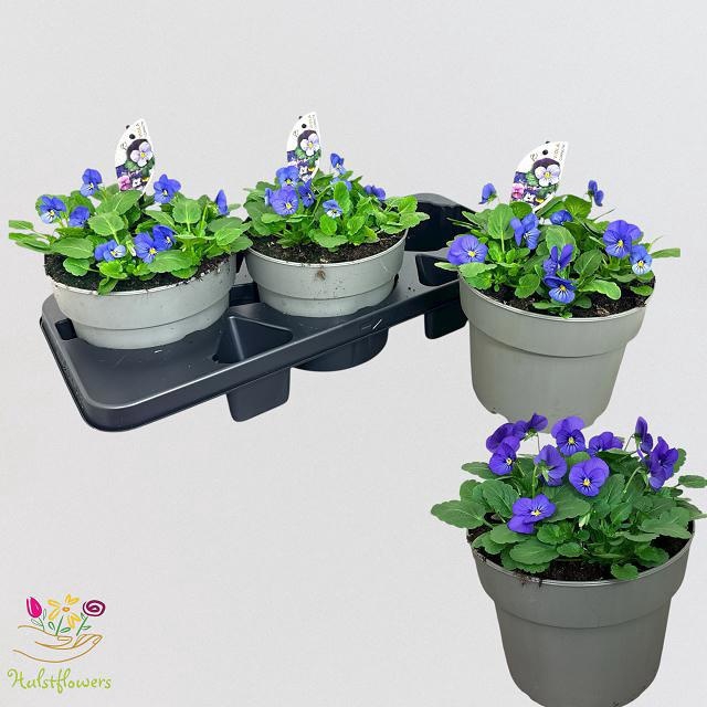 <h4>VIO CO EM TRUE BLUE</h4>