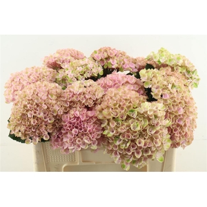 Hydr M Revolution Pink 50-14