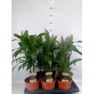 Dracaena frag. 'Janet Craig'