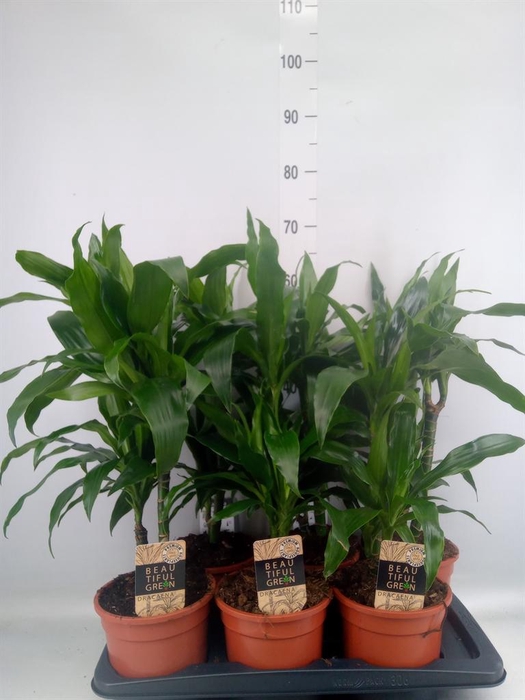 <h4>Dracaena frag. 'Janet Craig'</h4>