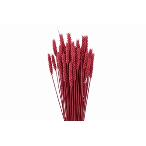 Dried Triticum X5 Cerise Bunch