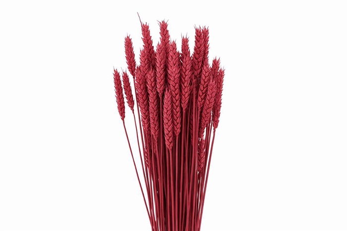 Dried Triticum X5 Cerise Bunch