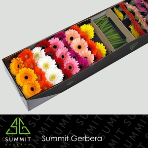 Germini Mix Geel Doos