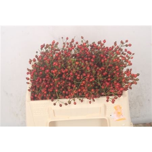 Rosa Fair Jewel Red