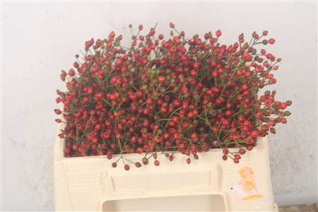 <h4>Rosa Fair Jewel Red</h4>