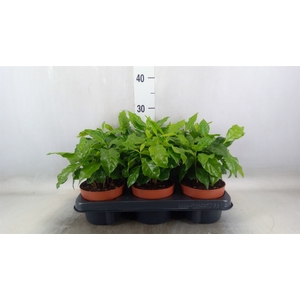 Coffea arabica