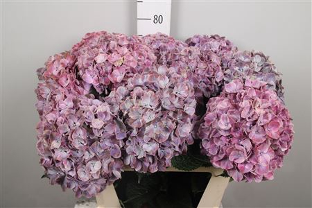 <h4>Hydr M Mag Swee Ruby</h4>