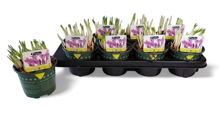 <h4>CROCUS FLOWER RECORD</h4>