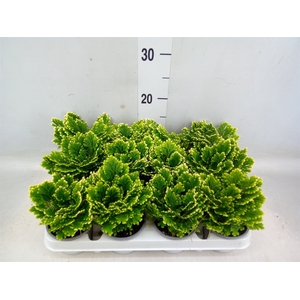 Selaginella martensii 'Jori'