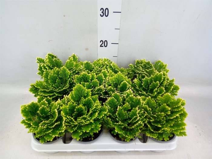 <h4>Selaginella martensii 'Jori'</h4>