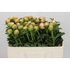 Paeonia Kingsday