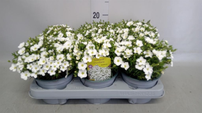 <h4>Arenaria montana</h4>