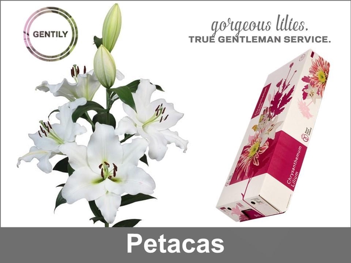 <h4>Li Ot Petacas</h4>