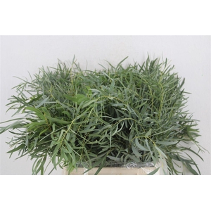 Euca Nicoly Short 150gr P Bunch