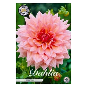 Dahlia Islander x1 l