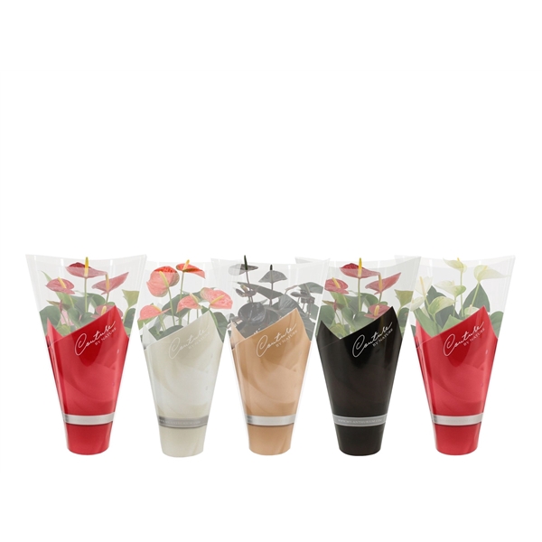 <h4>Anthurium 4 color mix in Couture sleeve</h4>