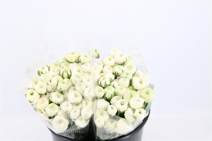 <h4>Ran Elegance White</h4>