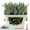Lysimachia Moonlight