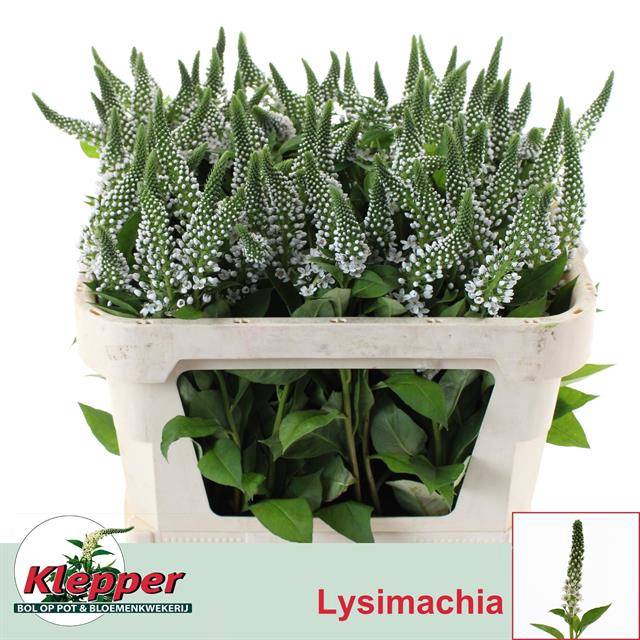 Lysimachia Moonlight