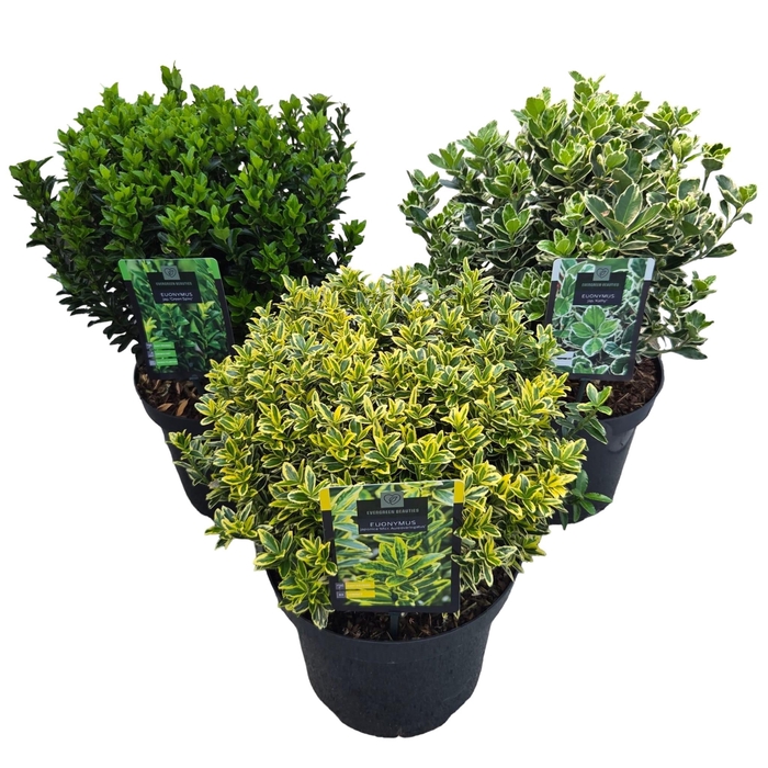 <h4>Euonymus jap. 'Colour Mix'</h4>