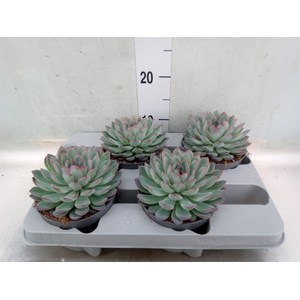 Echeveria  'Apus'