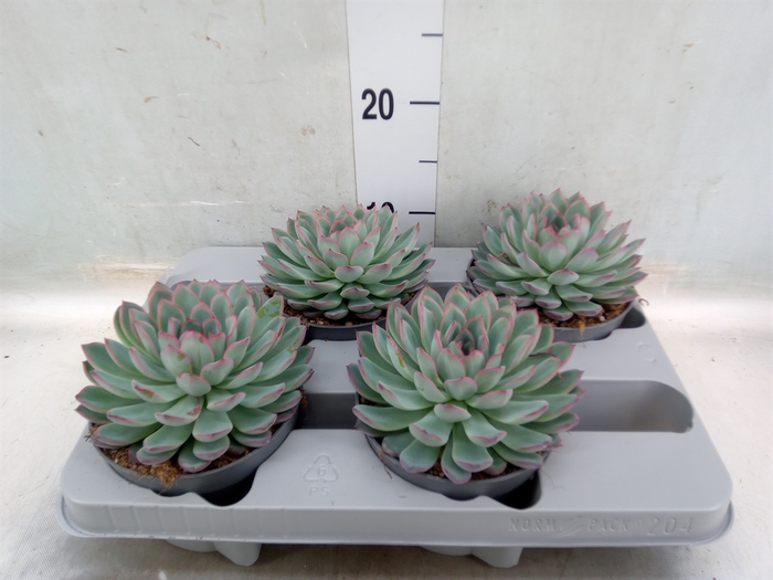 <h4>Echeveria  'Apus'</h4>