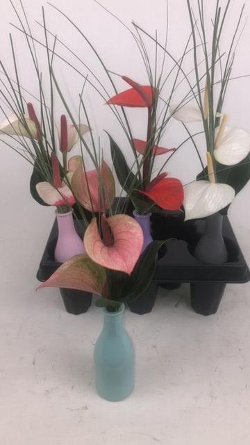 <h4>Anthurium mix Love</h4>