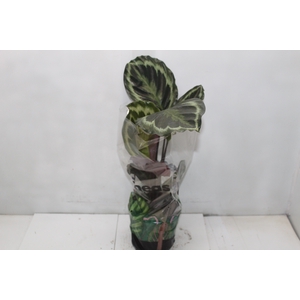 CALATHEA MEDALLION P17