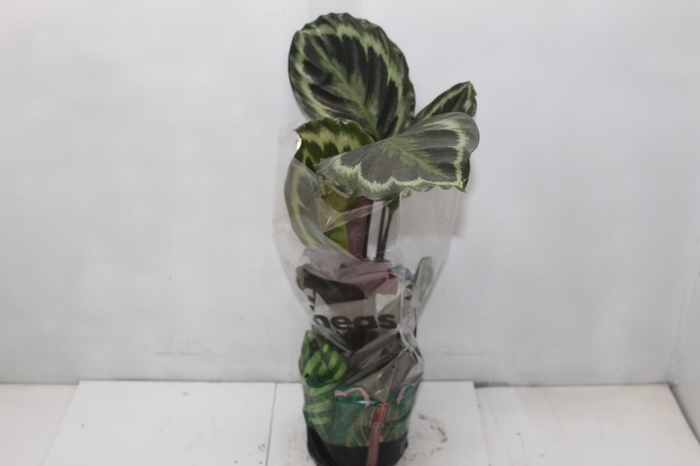 <h4>CALATHEA MEDALLION P17</h4>