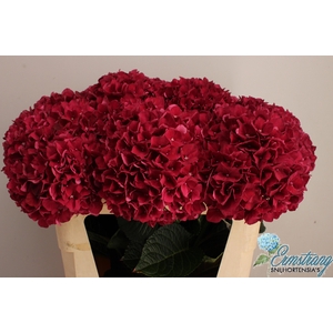 HYDR M MAG RUBYRED