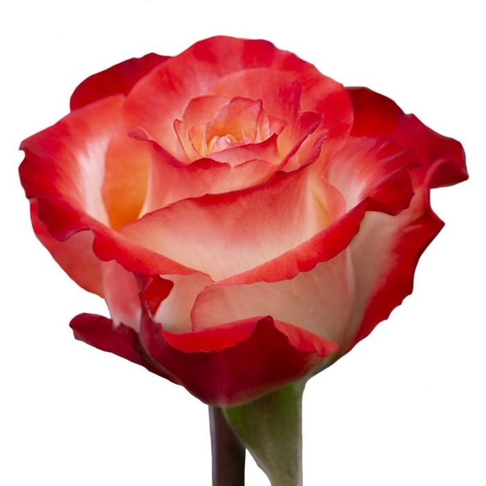 <h4>R Gr Cabaret Bicolor 40cm EC</h4>