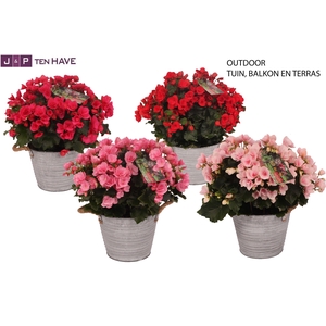 Begonia ''Betulia Mix'' Outdoor in Zink Sierpot