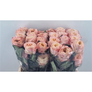 R GR MELON XPRESSION ***