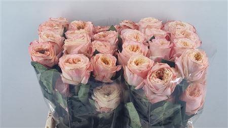 <h4>R GR MELLON XPRESSION LL</h4>