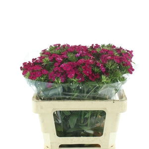 Di Barb Amazon Cherry