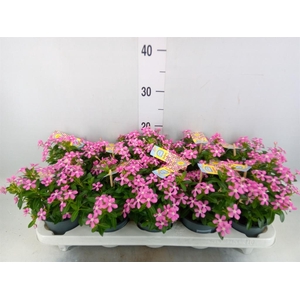 Catharanthus ros. 'Soiree lgh Pink'