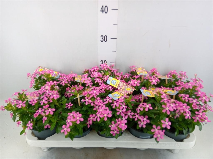 <h4>Catharanthus ros. 'Soiree lgh Pink'</h4>