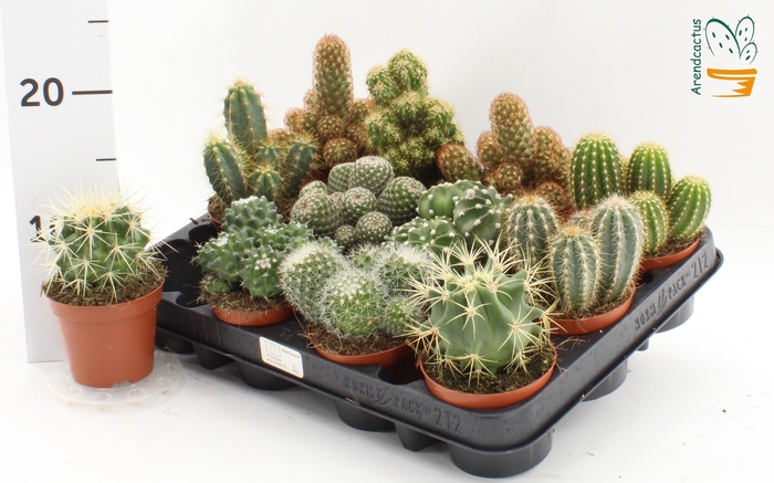<h4>CACTUS GEM</h4>