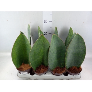 Sansevieria grandis