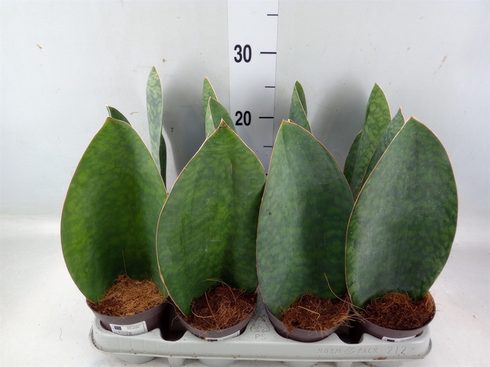 <h4>Sansevieria grandis</h4>