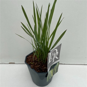 Panicum 'Northwind'