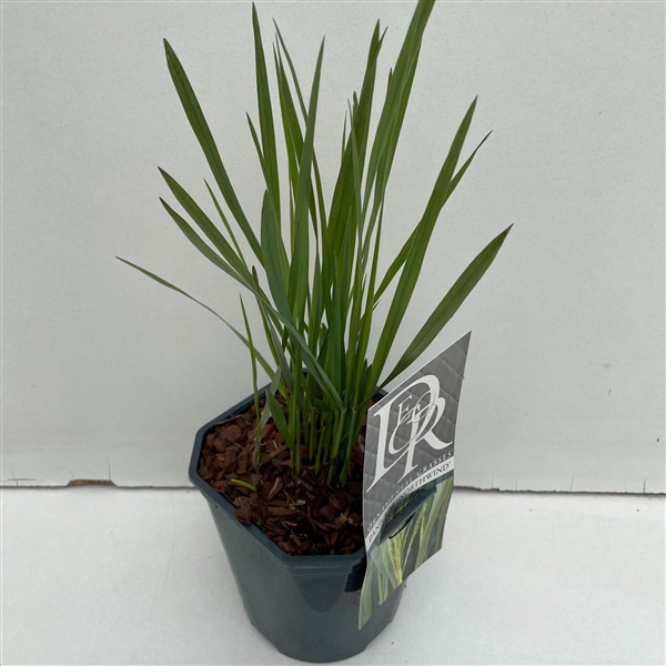 <h4>Panicum 'Northwind'</h4>