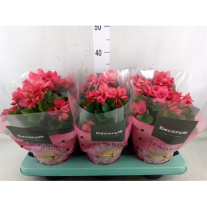 Begonia elat. DU 'Serena'