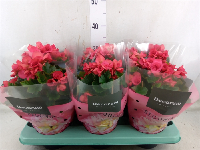 <h4>Begonia elat. DU 'Serena'</h4>