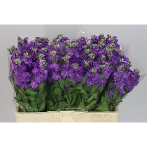 Matthiola Purple