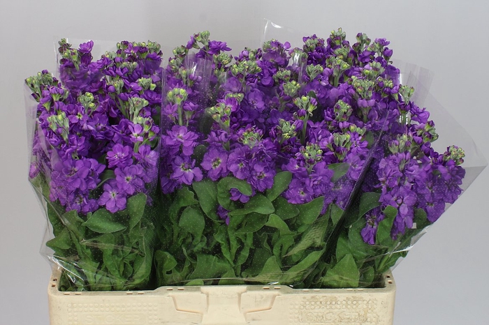 <h4>Matthiola Purple</h4>