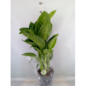 Dieffenbachia seg. 'Reeva'