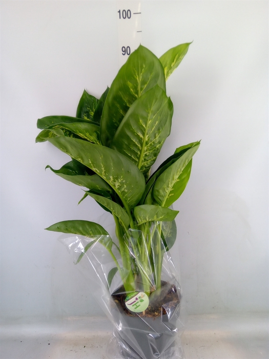<h4>Dieffenbachia seg. 'Reeva'</h4>