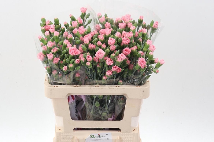 <h4>Di Tr Rascal Pink</h4>